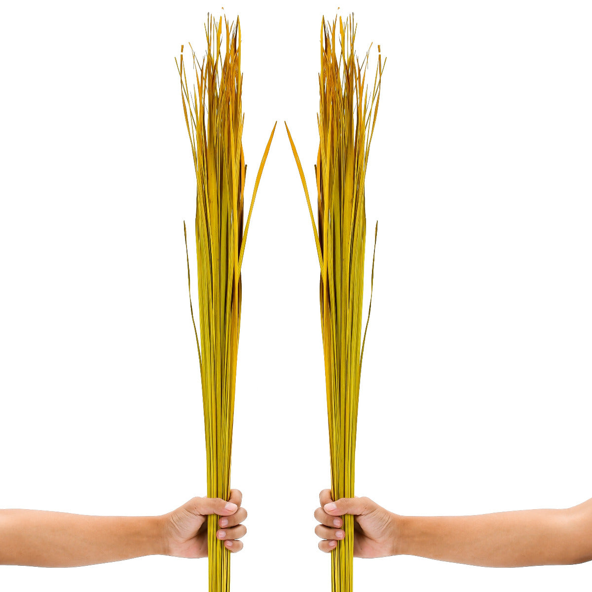 2-Pack Rattan Sticks for Floor Vases – Natural Decorative Twigs ( 8 per Bundle), yellow, Dried Grass